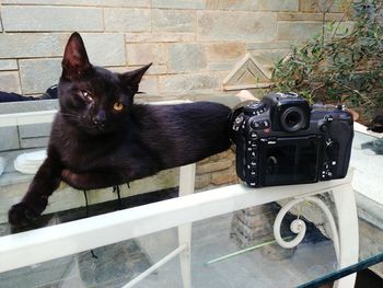 Portrait of black cat sitting