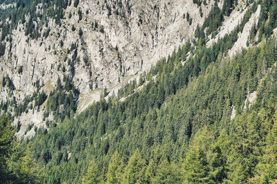 Scenic view of pine trees in forest