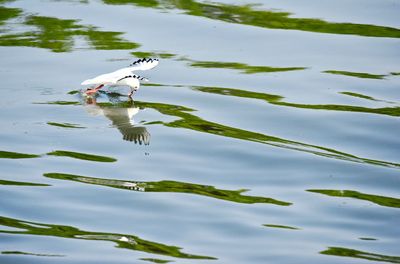 High angle view of swan floating on lake