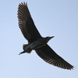 Low angle view of eagle flying against clear sky