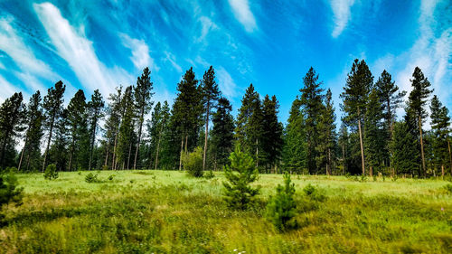 Panoramic view of trees on field against blue sky