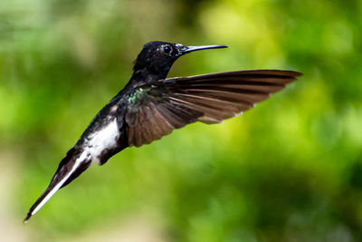 Close-up of bird flying