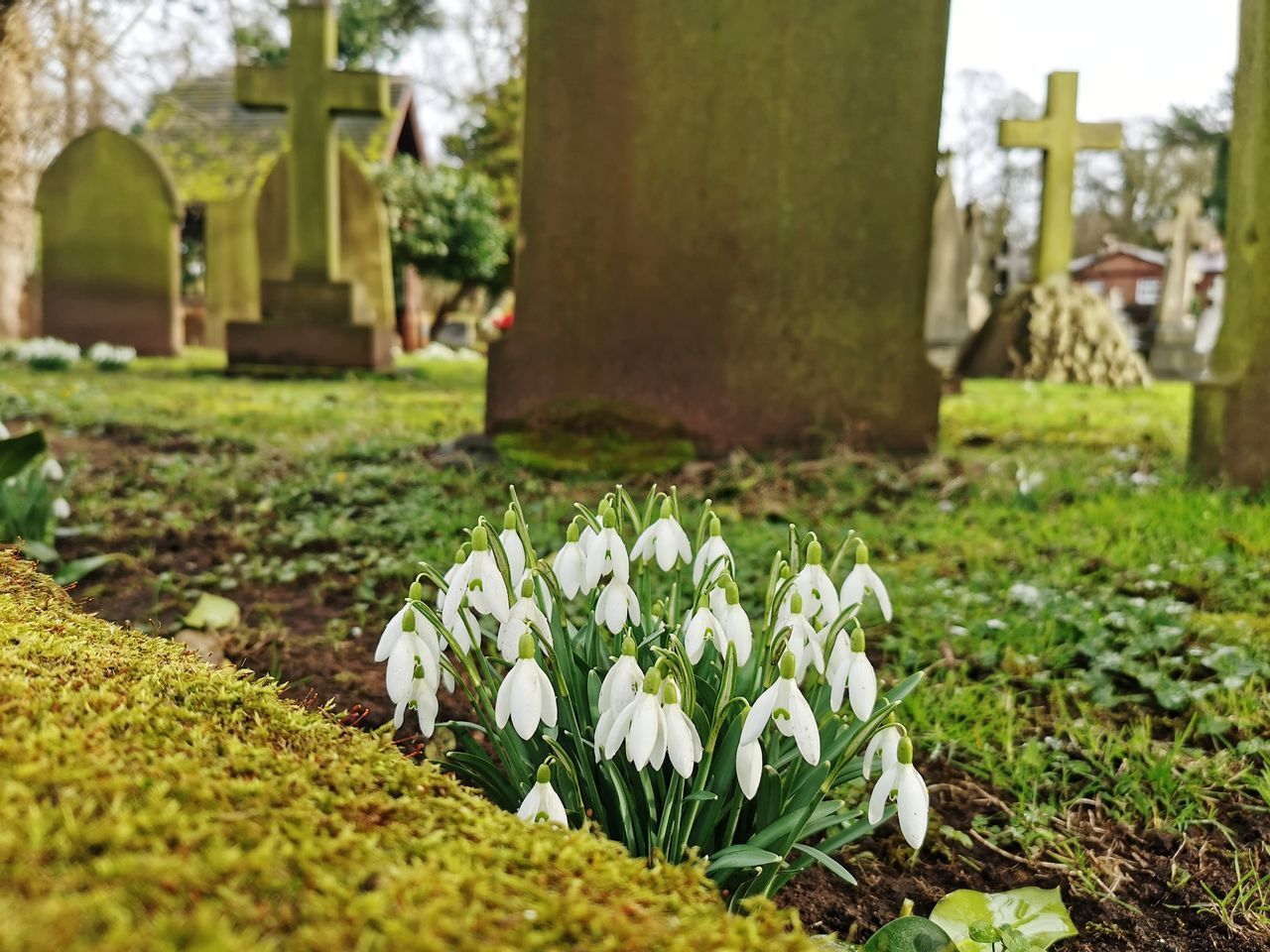 WHITE FLOWERS ON CEMETERY