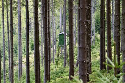 Pine trees in forest