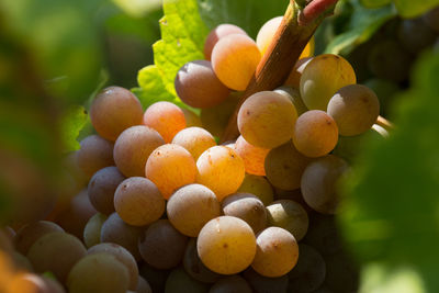 Close-up of fruits on tree