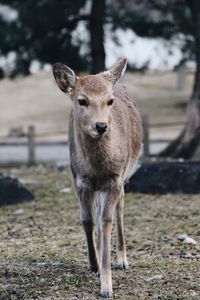 Portrait of lion standing on field