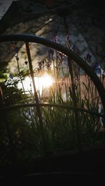 Close-up of flowering plants against sunset sky