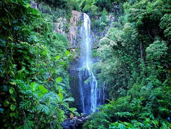 Scenic view of waterfall in forest