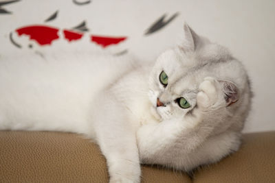 cat