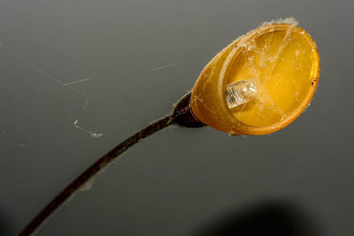 Close-up of lemon slice in glass over water against gray background