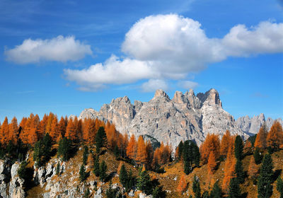 Scenic view of trees against sky during autumn