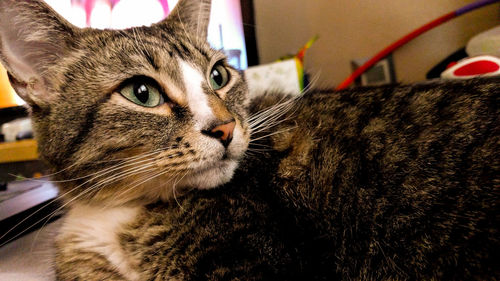 Close-up of a cat looking away