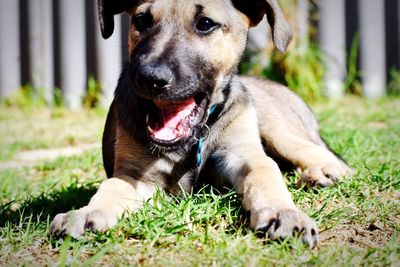 Close-up of dog relaxing on field