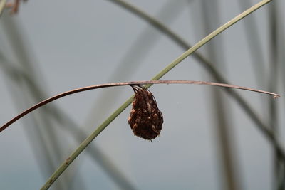 Close-up of dried plant