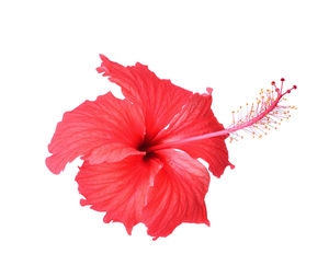 Close-up of red hibiscus against white background