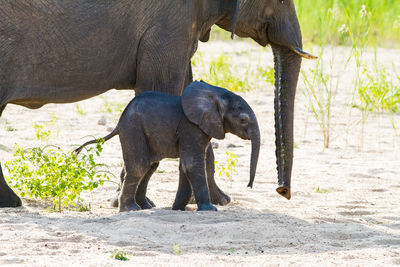 Side view of elephant