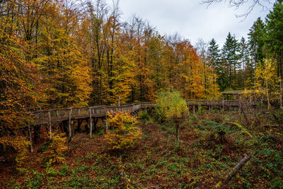 Trees and plants in forest during autumn