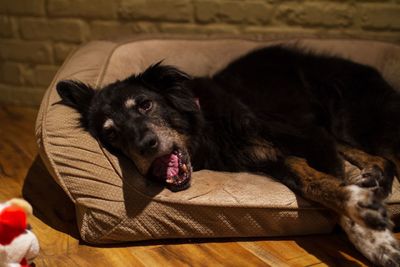 Portrait of dog resting on floor at home