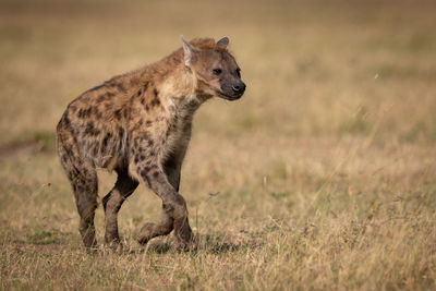 Spotted hyena runs across grass in sunshine