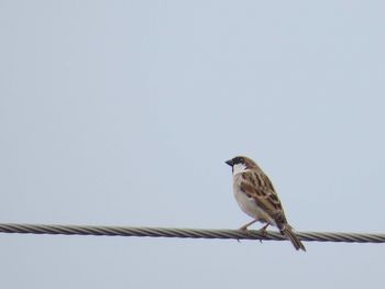 Low angle view of bird perching on cable against sky