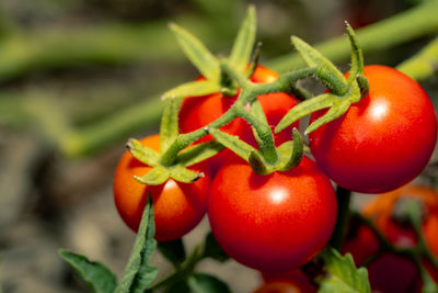 Close-up of cherry tomatoes growing on plant