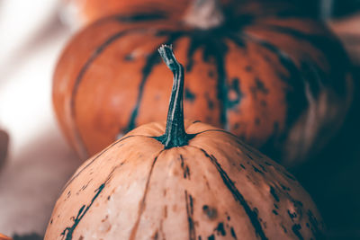 Close-up of pumpkin on leaf