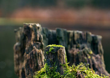 Close-up of moss on tree stump