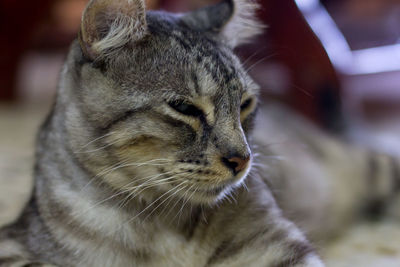Close-up of a cat looking away