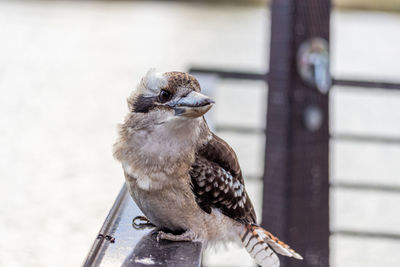 Close-up of bird perching