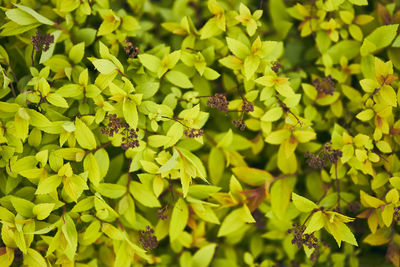 Close-up of insect on plant