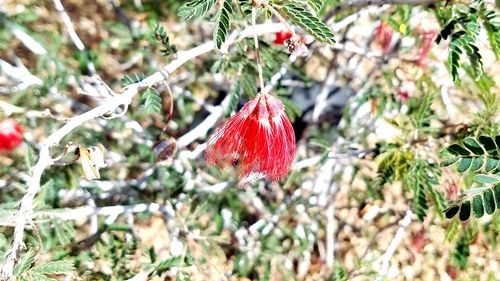 Close-up of strawberry hanging outdoors