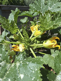 Close-up of yellow flowering plants