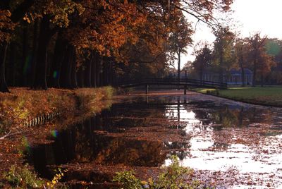 Reflection of trees in water