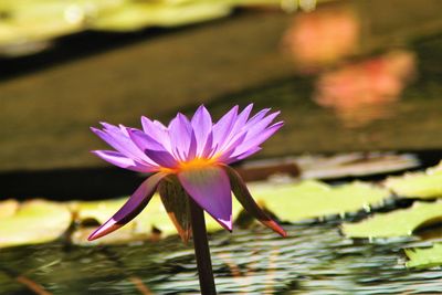 Close-up of purple water lily in lake