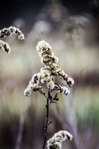 Close-up of white flowers