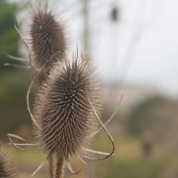 Close-up of thistle