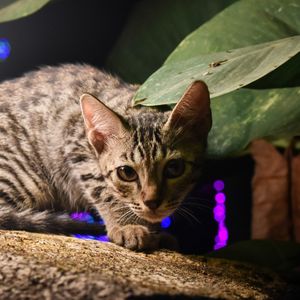 Close-up portrait of a cat
