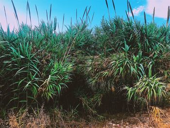 Close-up of plants on field against sky