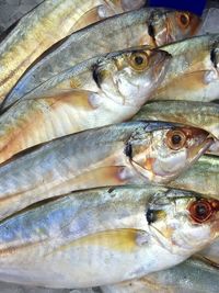 Close-up of fish in market