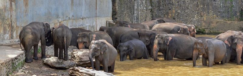 Panoramic view of elephant