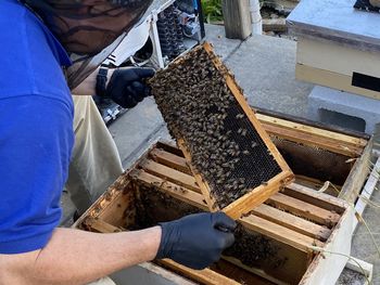 Bee keeper checking his hive for the queen honey bee