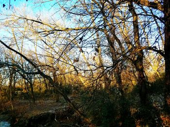 Bare trees in forest against sky