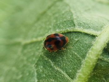 Close-up of ladybug on leaf