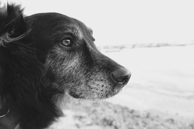 Close-up of a dog looking away