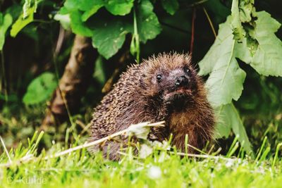 Porcupine on field