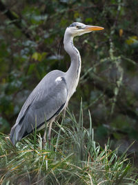 High angle view of gray heron perching on plant