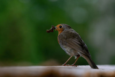 Close-up of bird perching