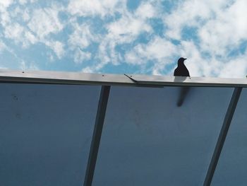 Low angle view of bird perching on wall