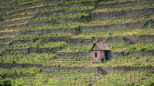 House on vineyard