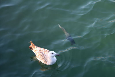 Bird in water